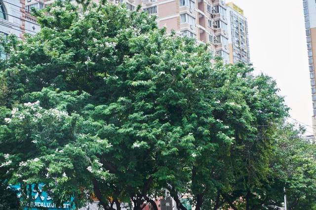 “开云电竞app下载安装”全国风电累计并网装机容量已完成十三五规划的90%(图2) 开云电竞官网