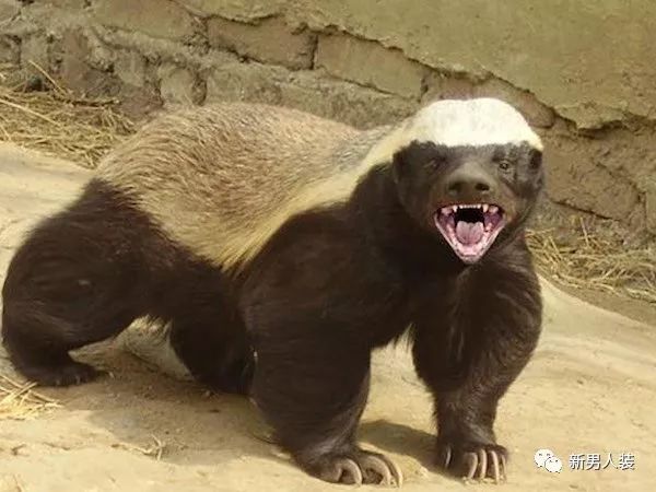 生物产业从一枝独秀到三足鼎立:开云电竞官网(图4) 开云电竞官网