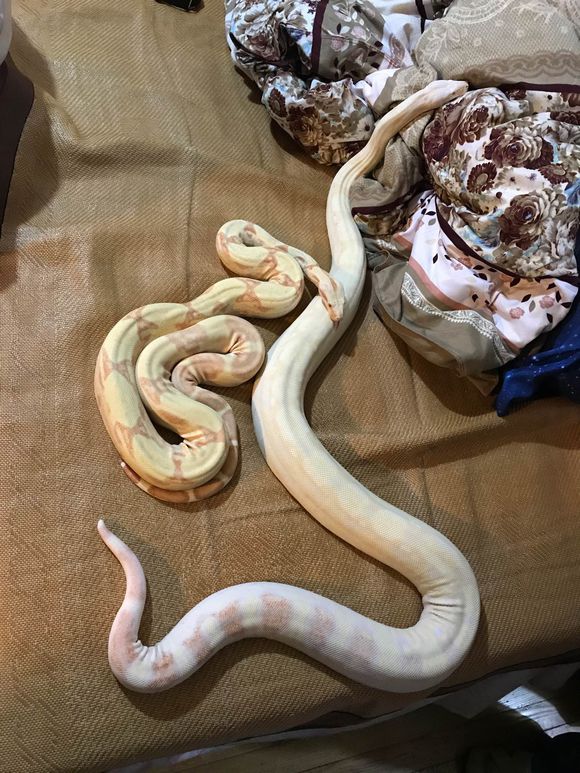 开云电竞app下载安装