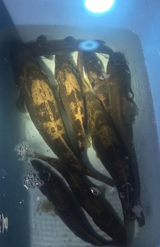 开云电竞app下载安装